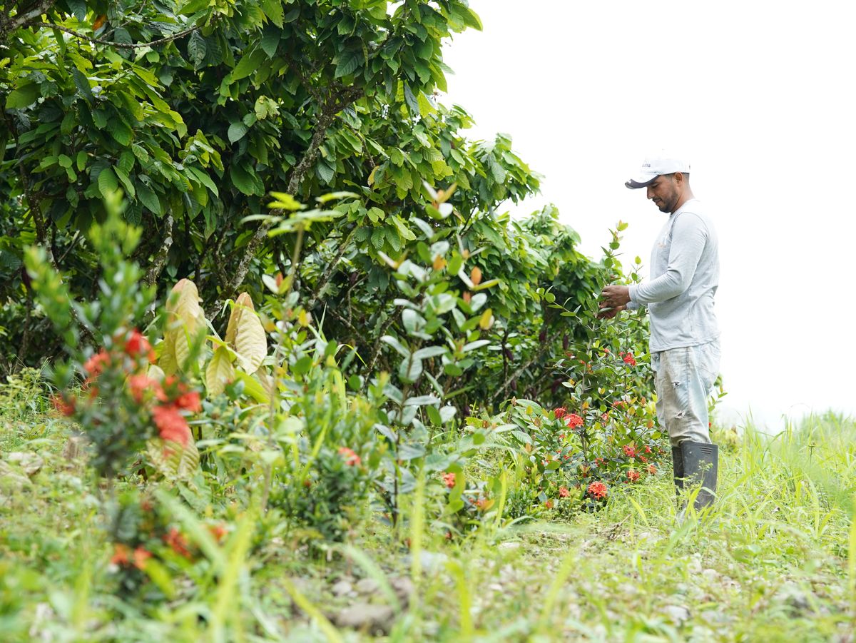 a cocoa farmer in Ecuador 