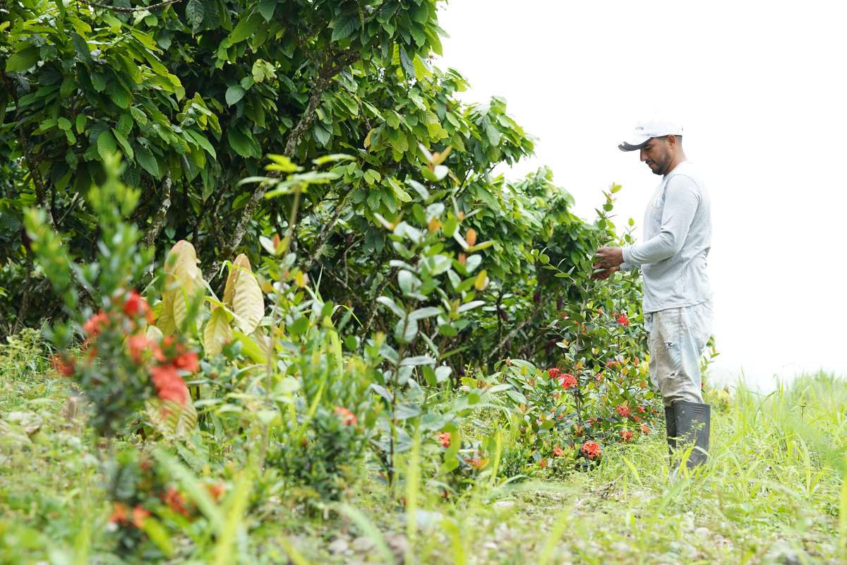 a cocoa farmer in Ecuador