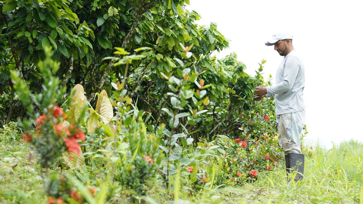 a cocoa farmer in Ecuador