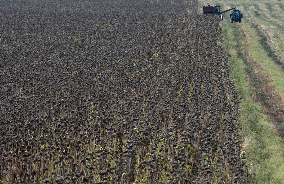 Sunflower oil being replaced as ingredient to avoid disruption; labels not changed