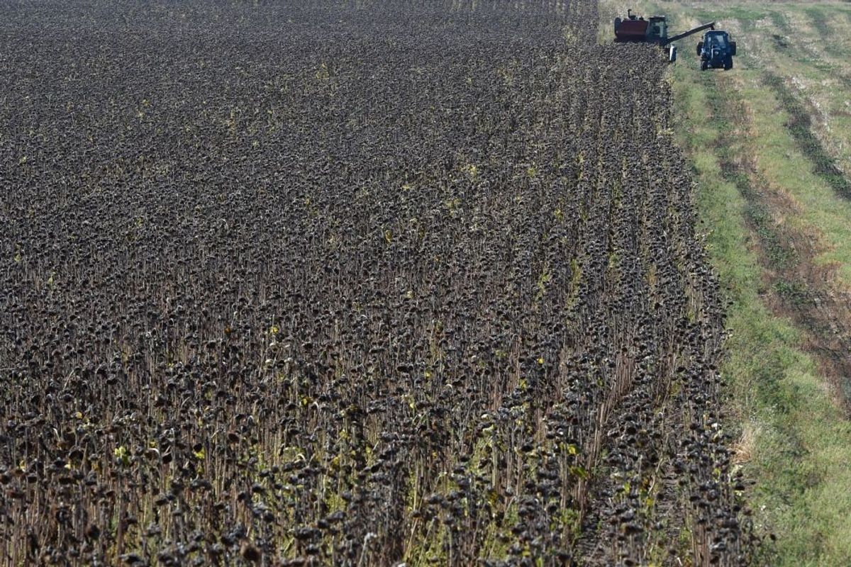 Sunflower oil being replaced as ingredient to avoid disruption; labels not changed
