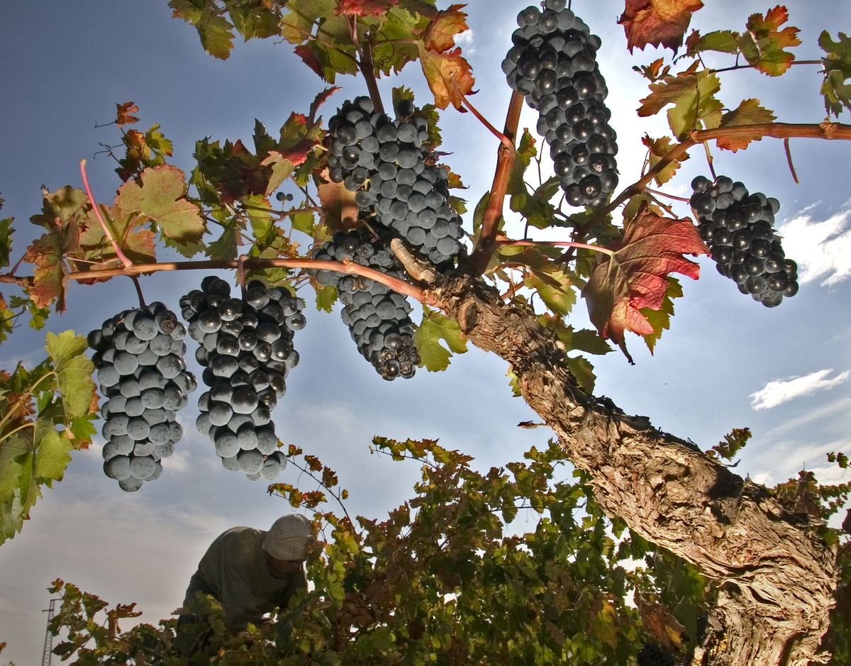 Spanish wine exports to UK drop sharply amid higher alcohol tariffs