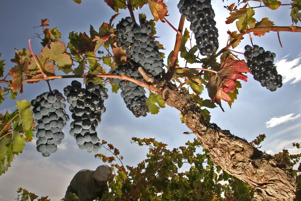 Spanish wine exports to UK drop sharply amid higher alcohol tariffs