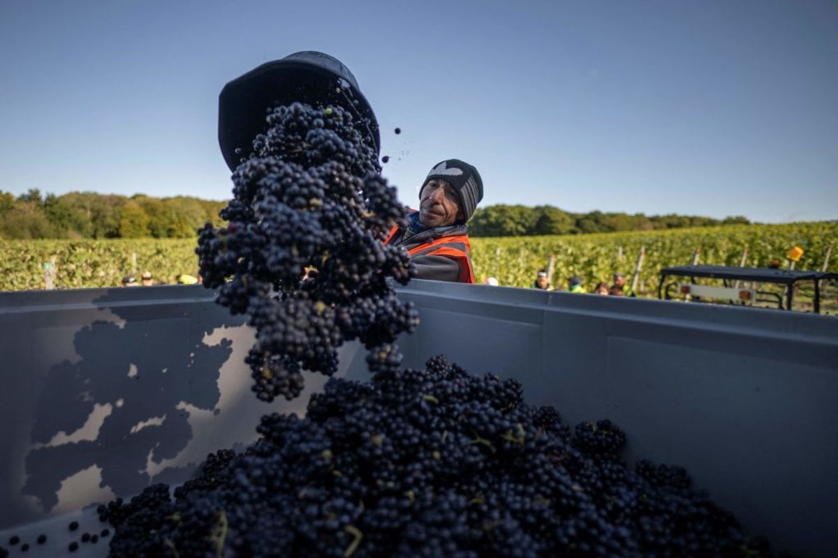 English winemakers toast summer heatwaves