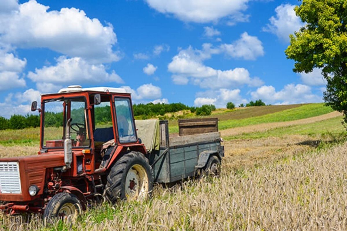 Baroness Minette Batters appointed to lead UK farm profitability and food sector review