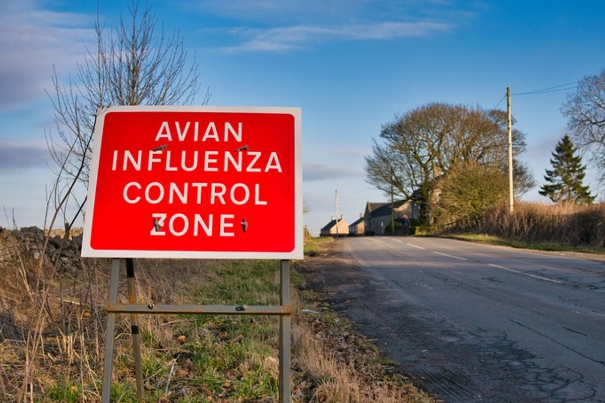 Bird flu control housing measures intensify