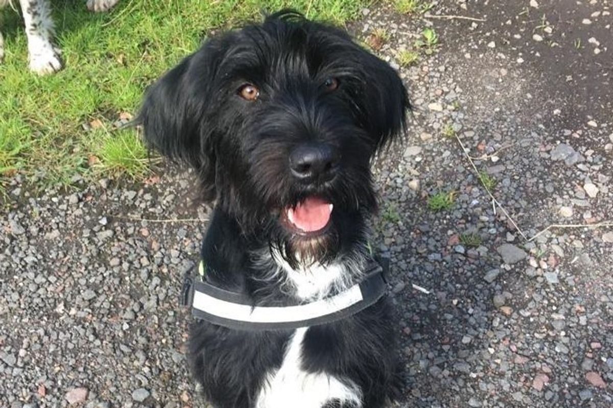 Over 778,000 illegal cigarettes seized in two years in Glasgow