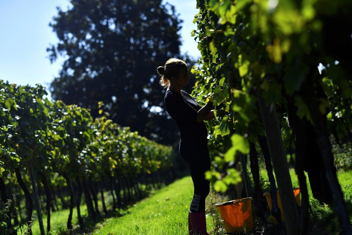 Bumper harvest for English winemaker Chapel Down