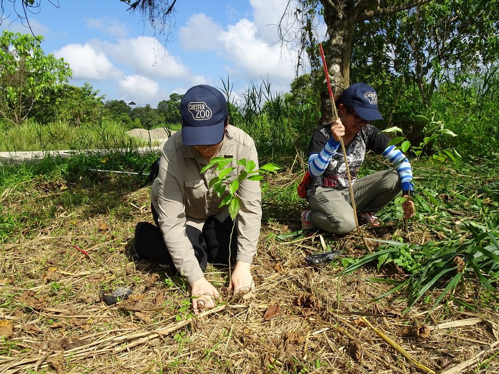Chester Zoo and HUTAN team members plant saplings