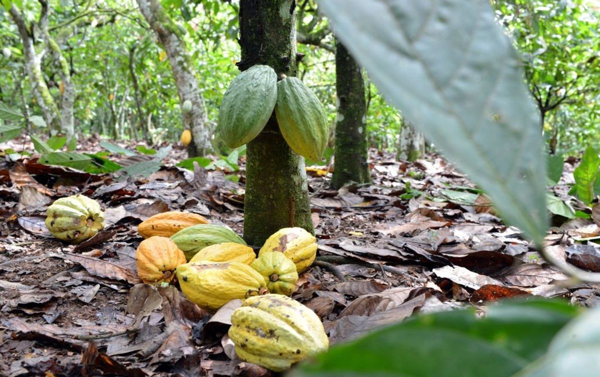 ​Cocoa pods