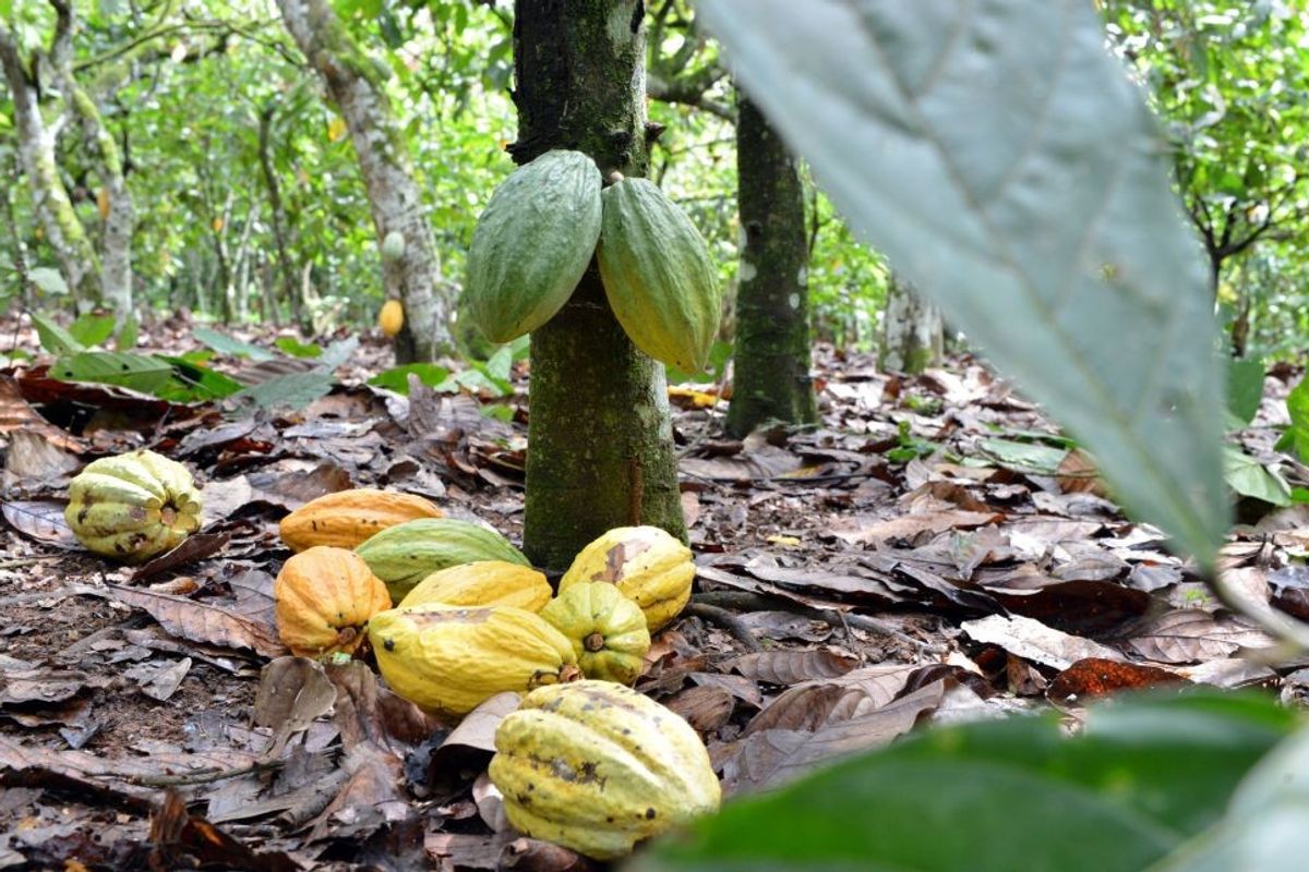 Cocoa pods