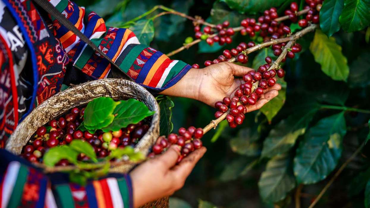 coffee beans