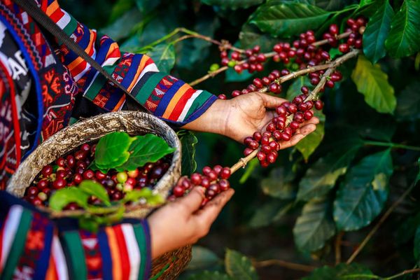 coffee beans