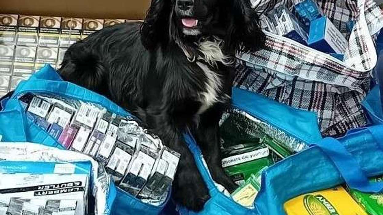 Detection dog George alongside seized illegal vapes and tobacco