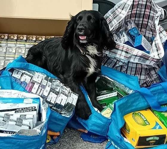 Detection dog George alongside seized illegal vapes and tobacco