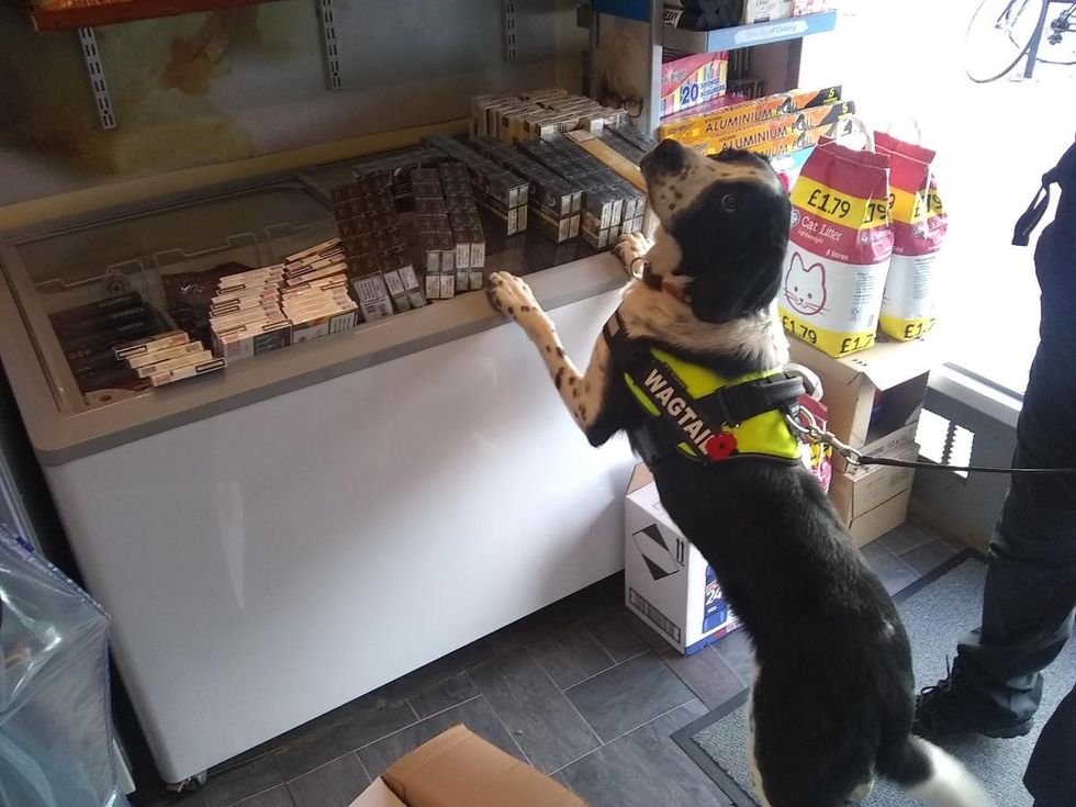 Detection dog Rico with illegal tobacco 1