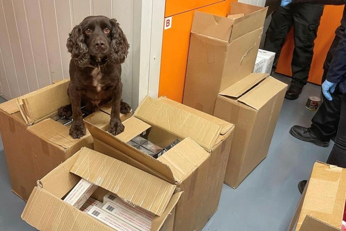 Detection dog sniffs out
