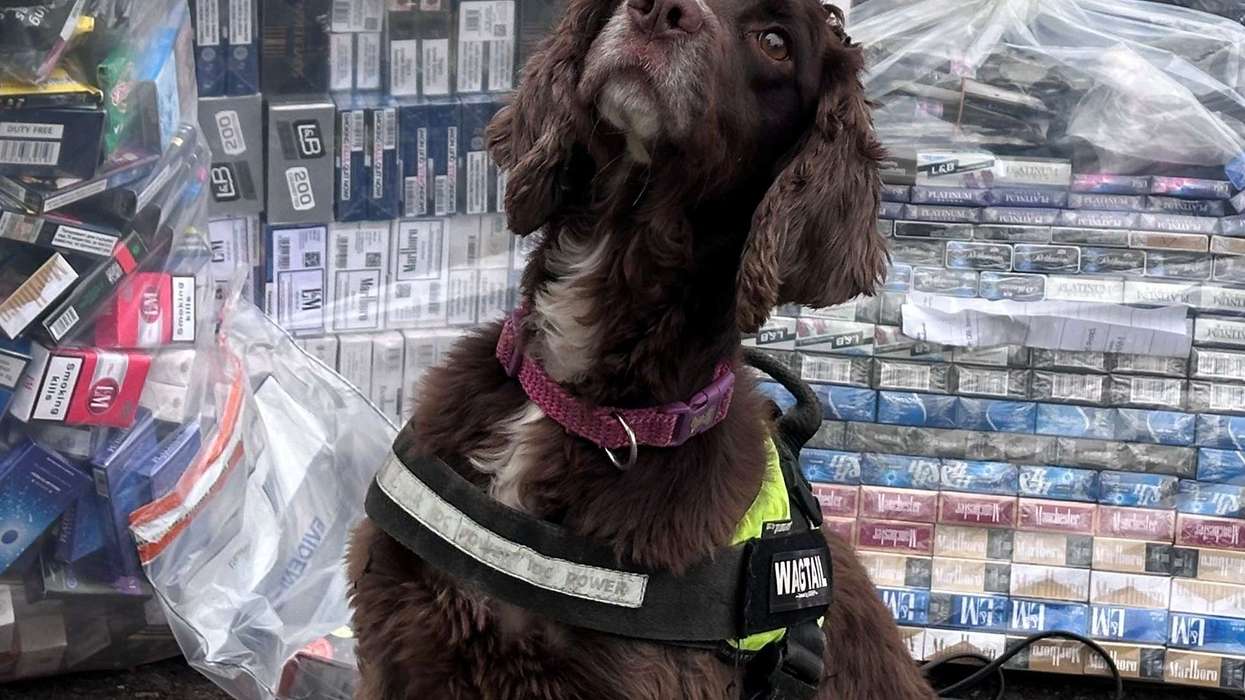 Detection dog