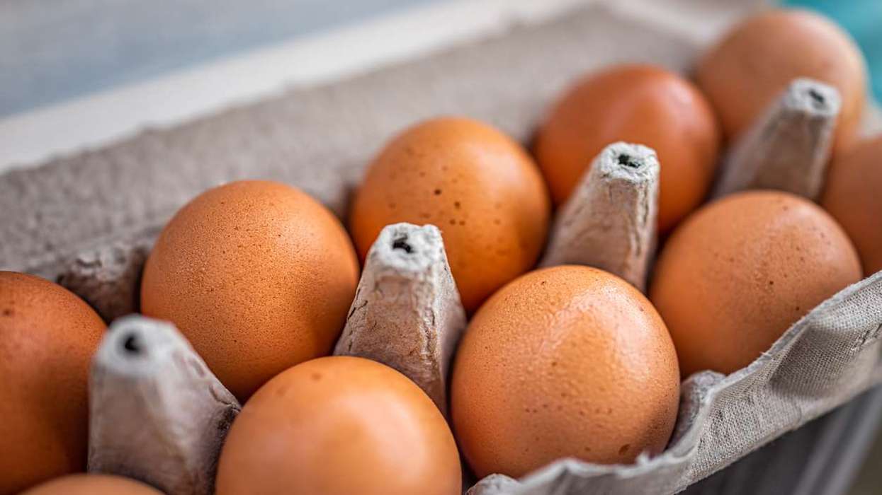 eggs