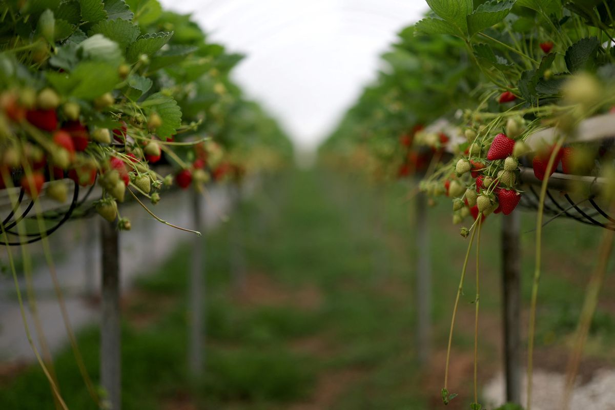 Fresh UK strawberries harvested early in 2025 due to ideal spring growing conditions, boosting retail supply and trade opportunities