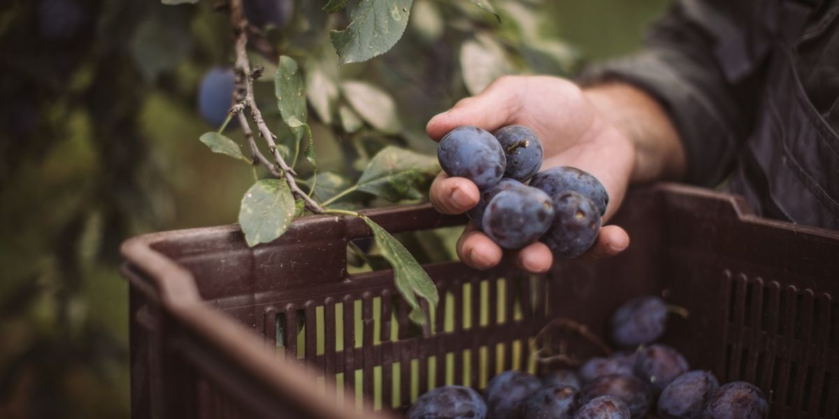 UK plum yield set to double in 2025 as growers see signs of long-term recovery