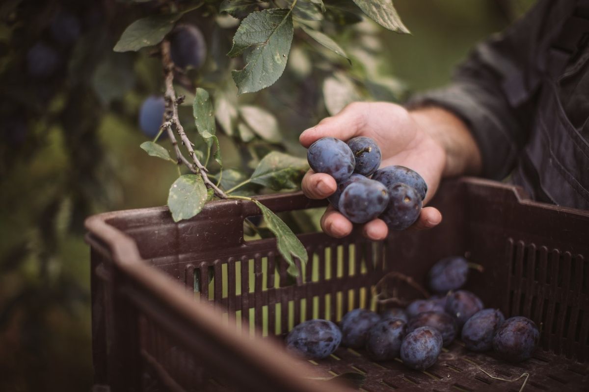 freshly harvested plums