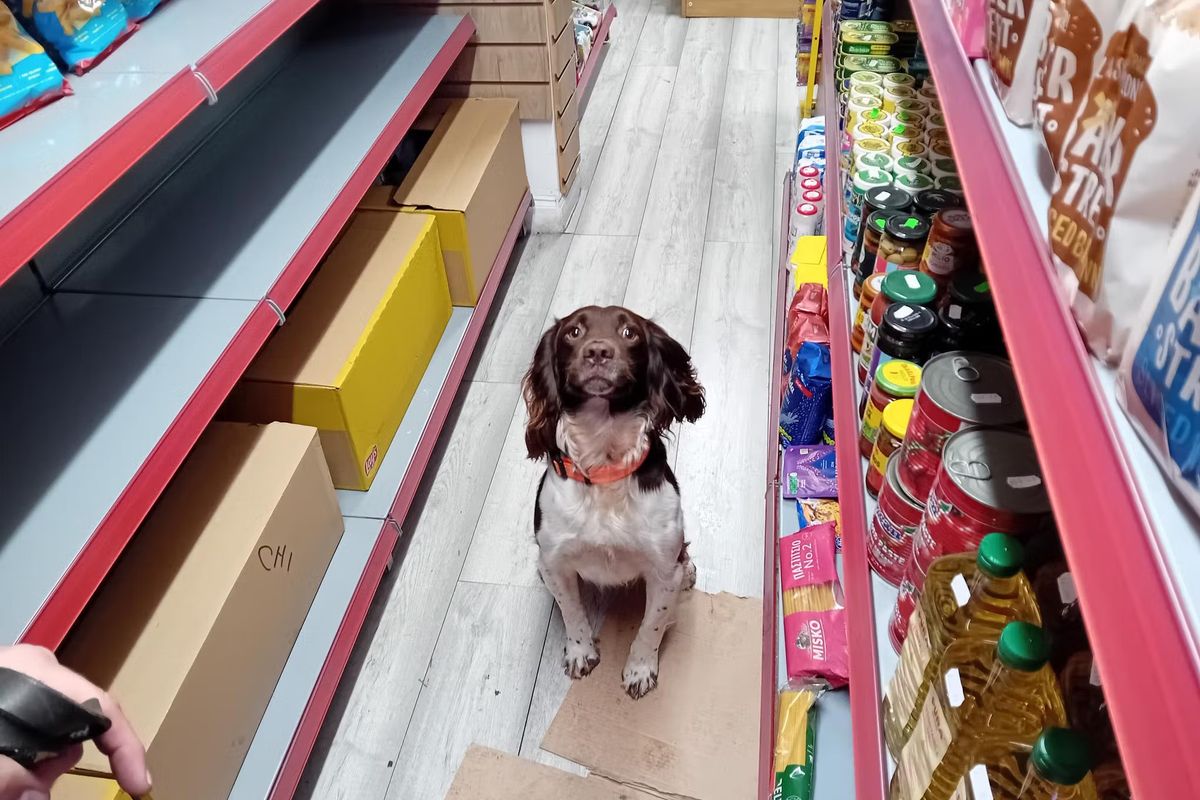 Griff, champion detector dog