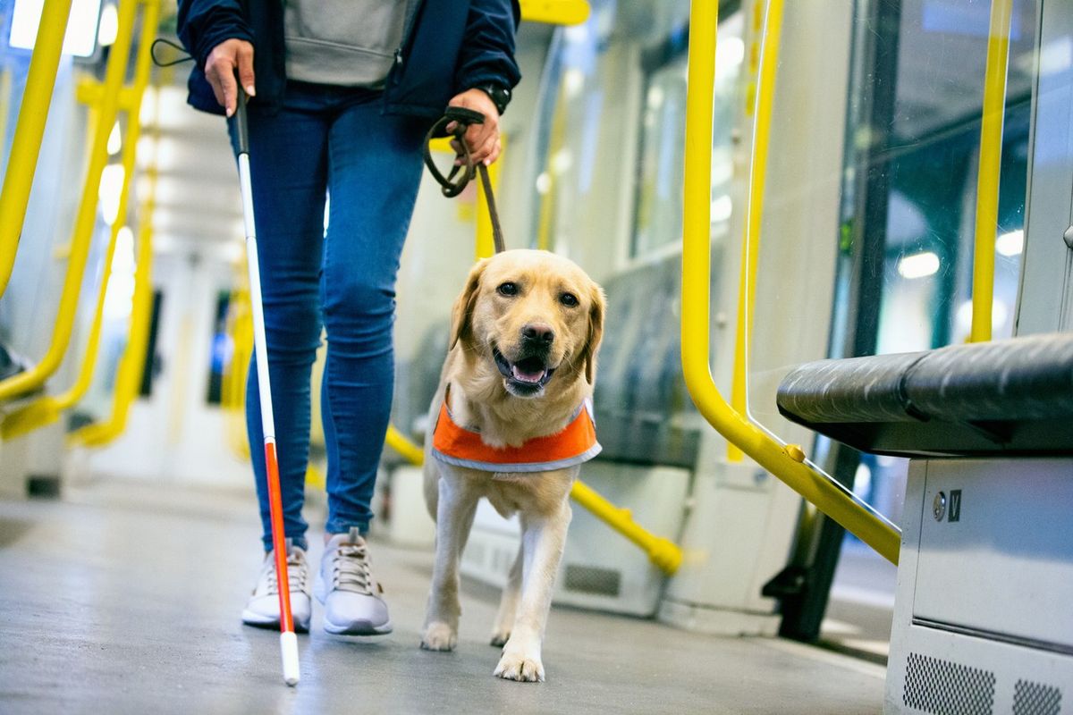 Guide dog assists visually impaired person navigating a train carriage independently