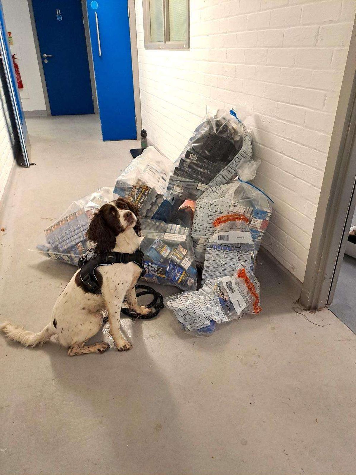 illegal cigarettes seized