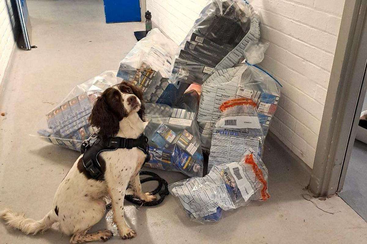 illegal cigarettes seized