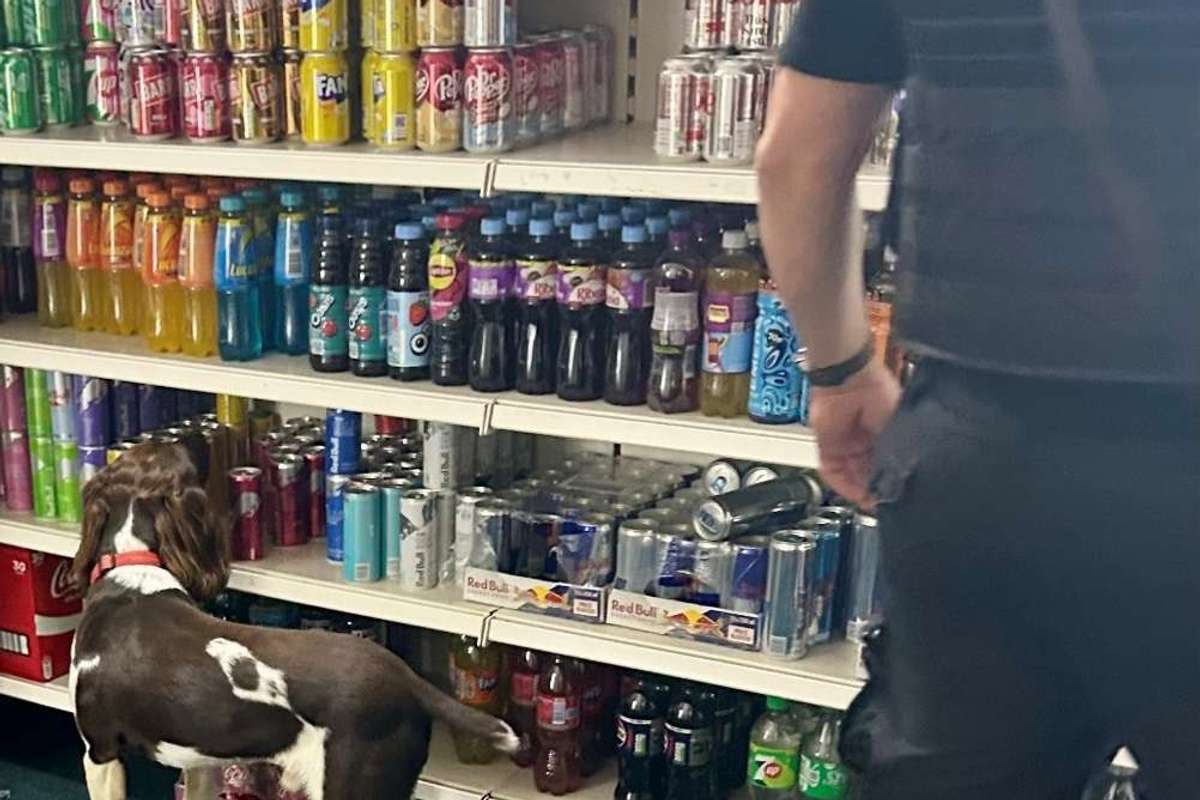 illicit alcohol
