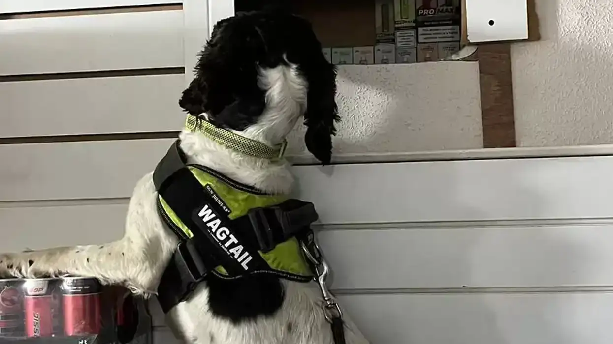 illicit vapes in Liverpool store