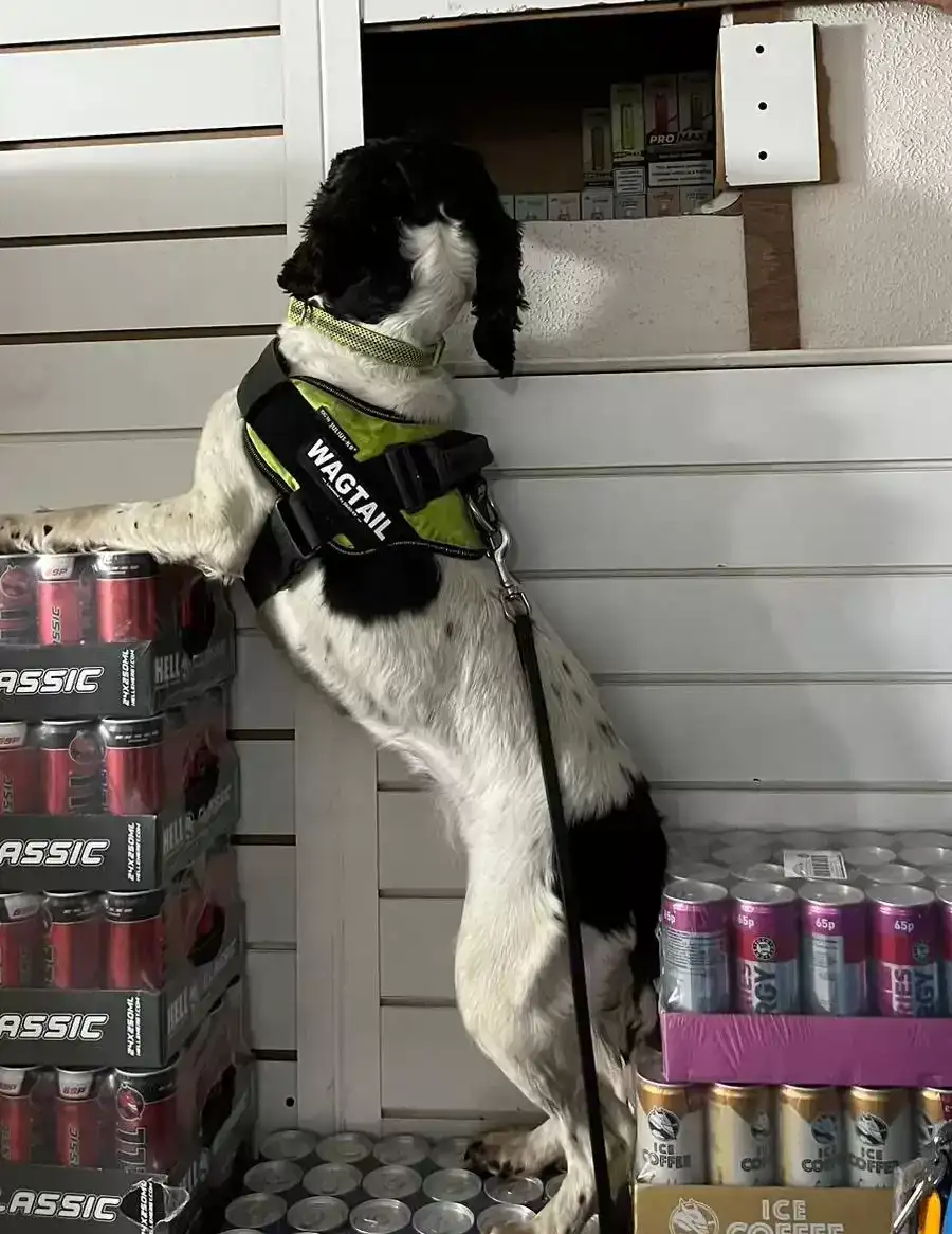 illicit vapes in Liverpool store