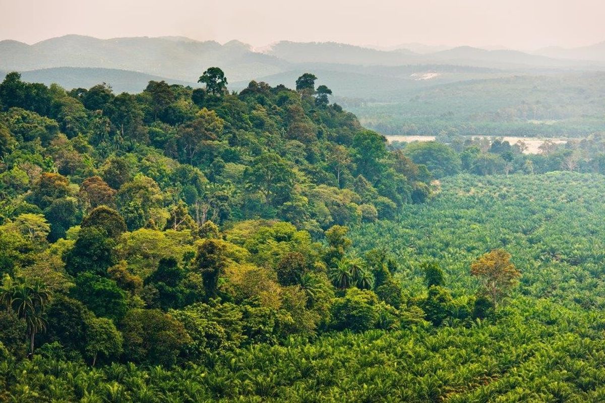 Ferrero announces new 'Palm Oil Charter'