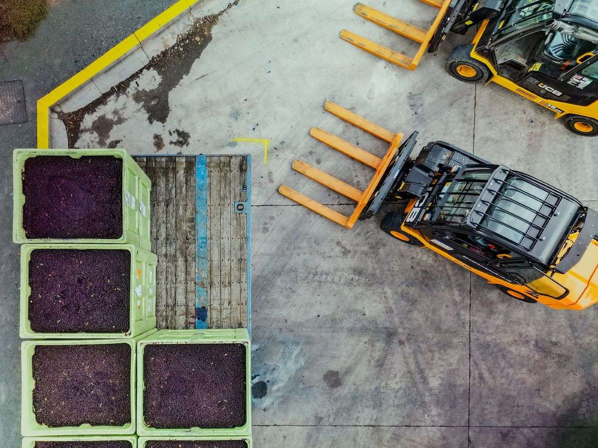 SB&F GB&I invests £14.5m in next-gen blackcurrant facility