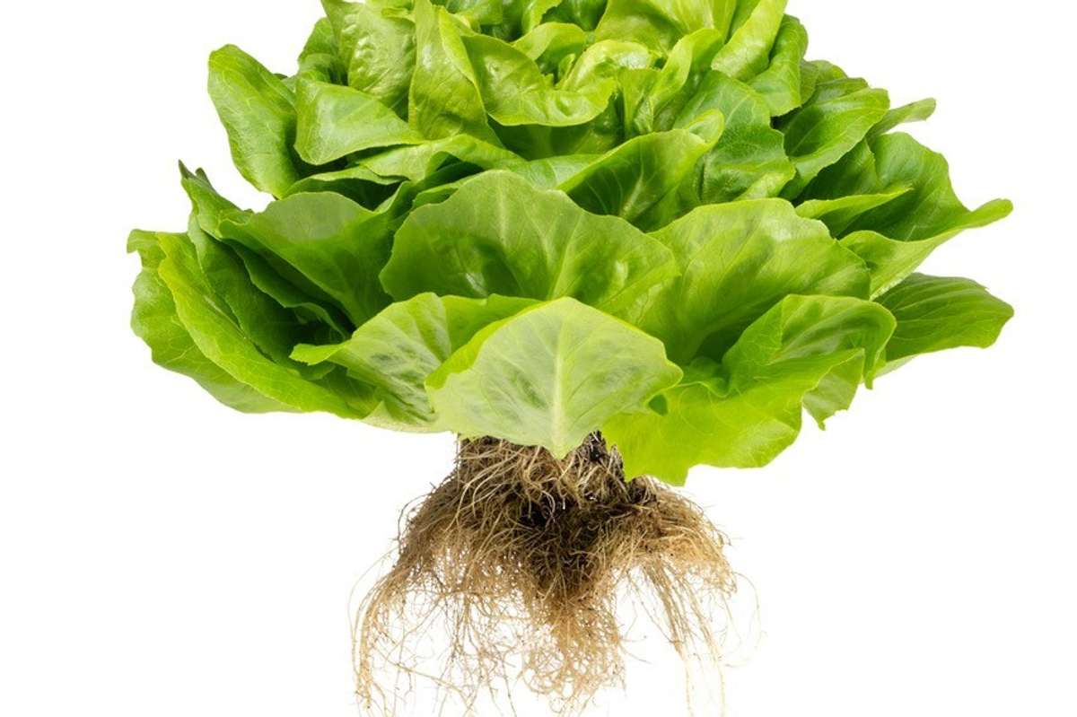 Jepco launches own fresh produce label Living Lettuce