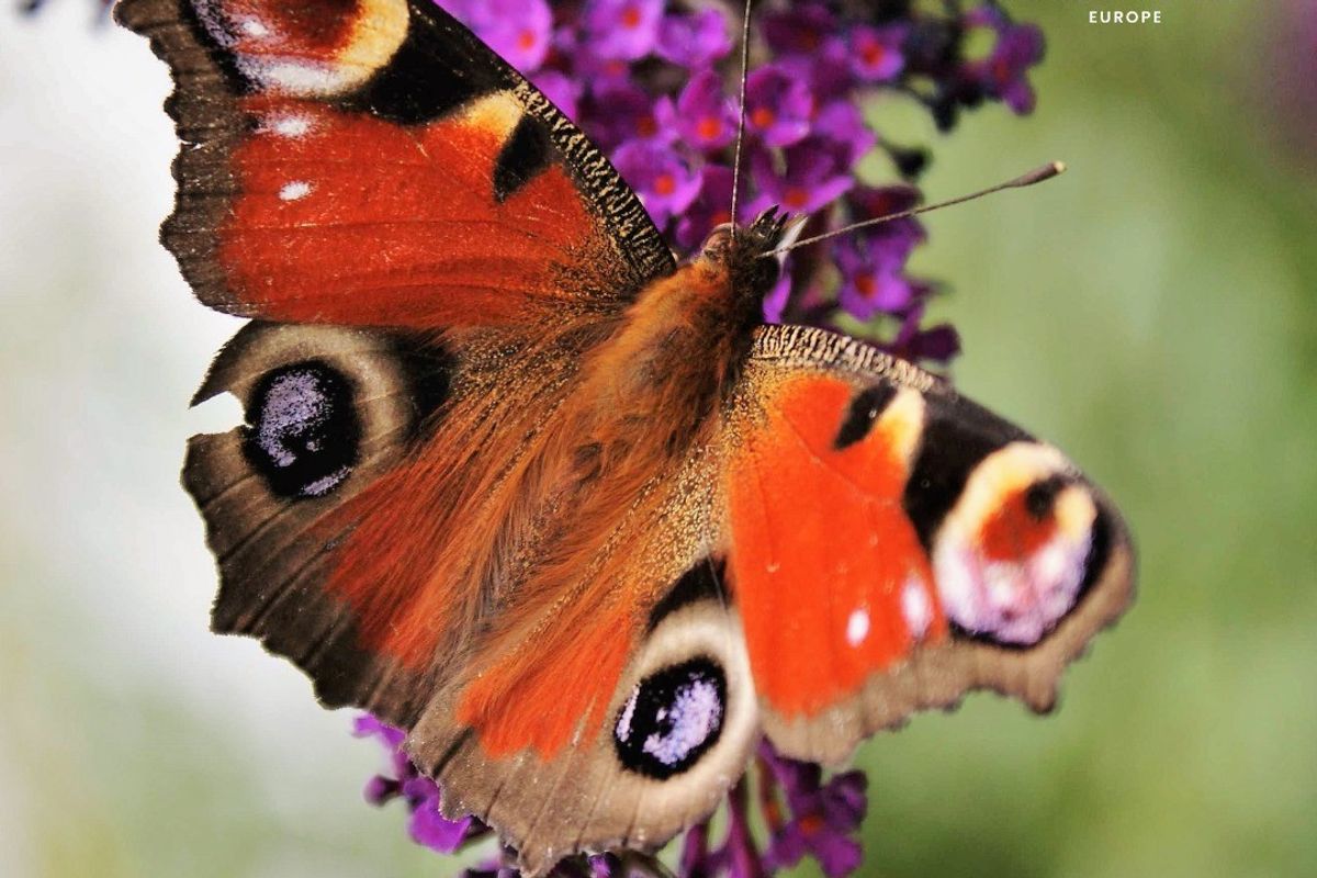 Florette announces wildlife charity partnership