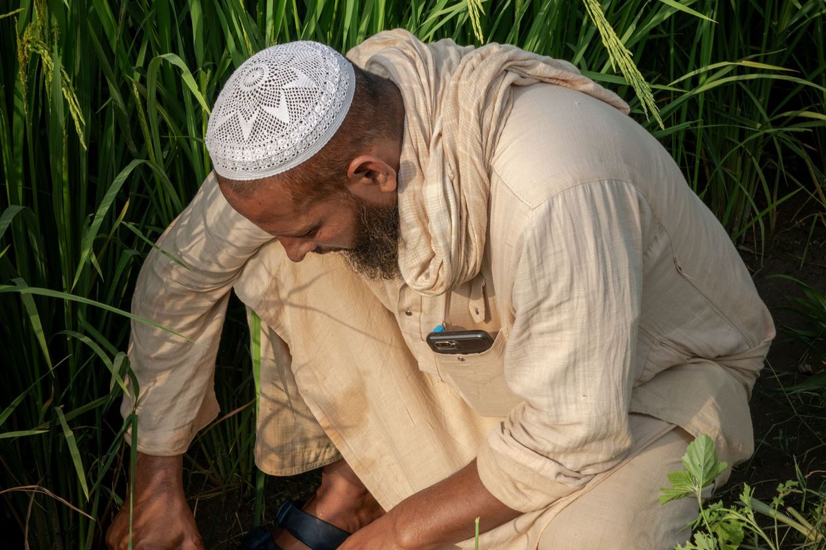 Tilda leads charge for sustainable rice production