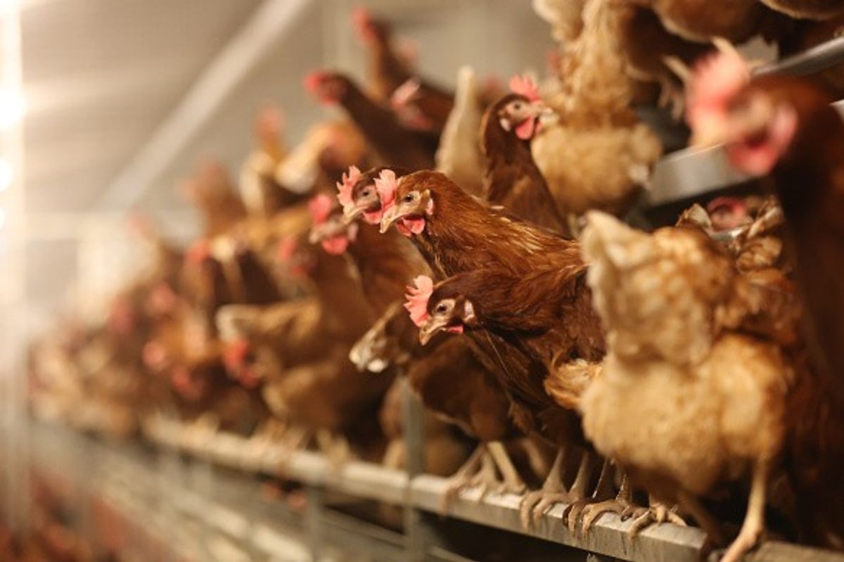 Bird flu outbreak confirmed at East Yorkshire poultry farm