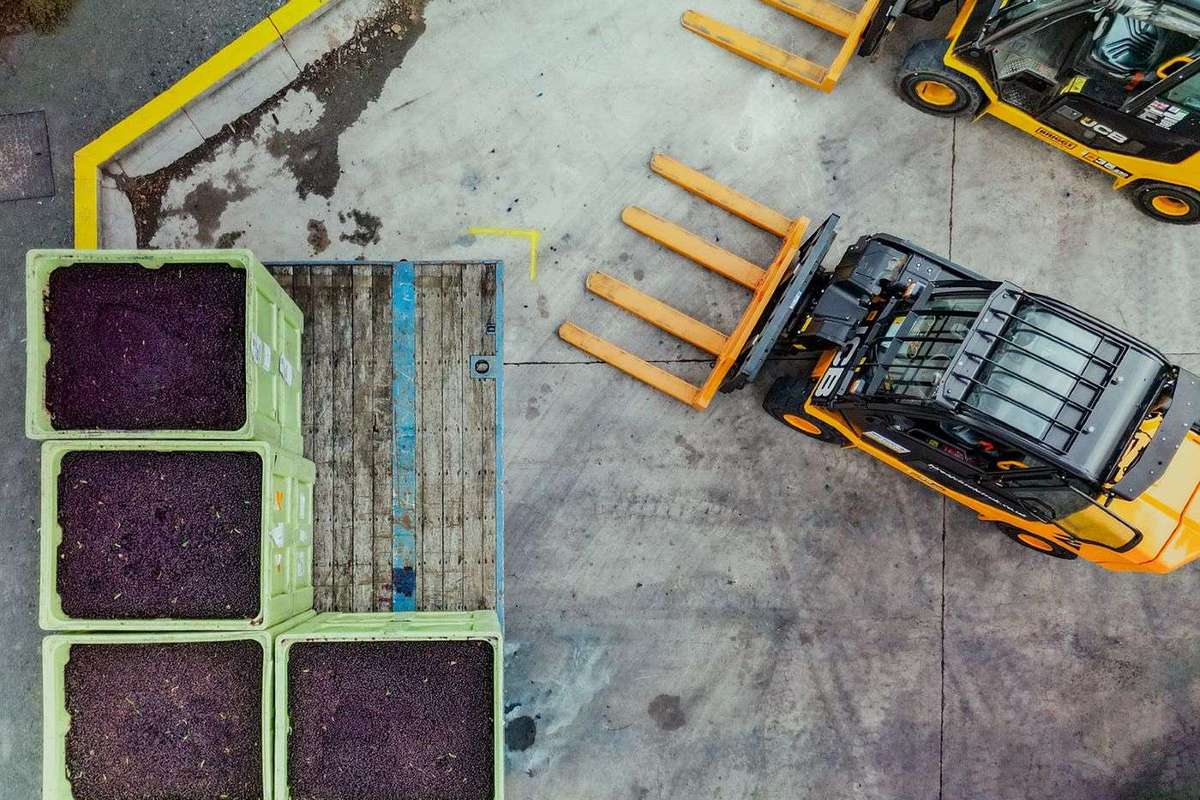 SB&F GB&I invests £14.5m in next-gen blackcurrant facility