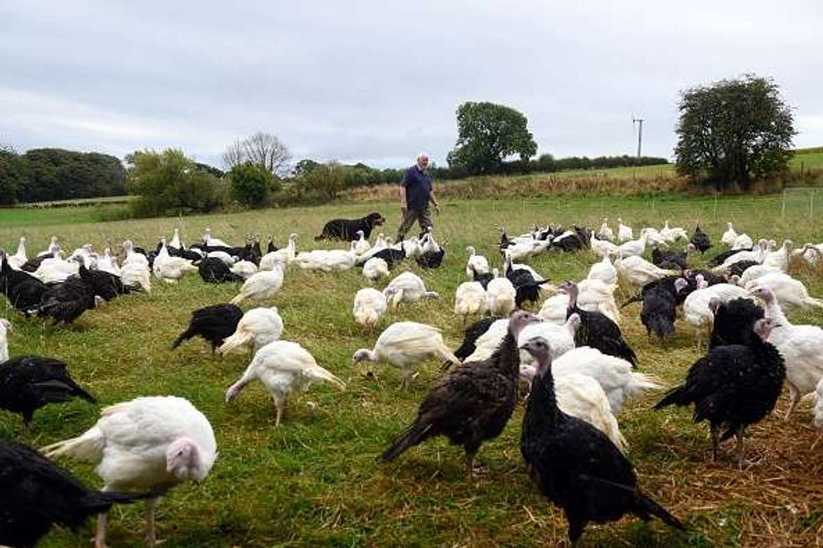 Boparan Private Office invests £100m in British turkey owing to healthier protein demand