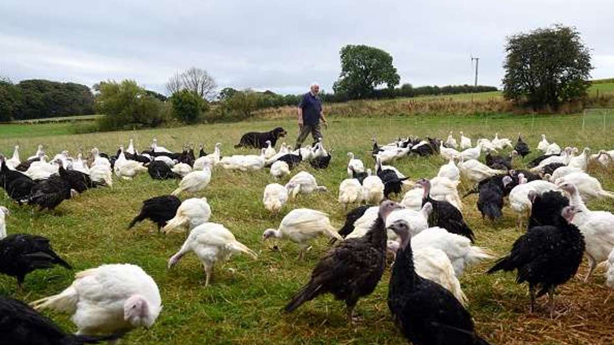 Boparan Private Office invests £100m in British turkey owing to healthier protein demand