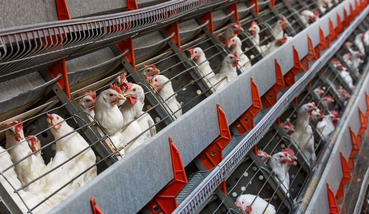 imported eggs risk hen welfare safety report UK