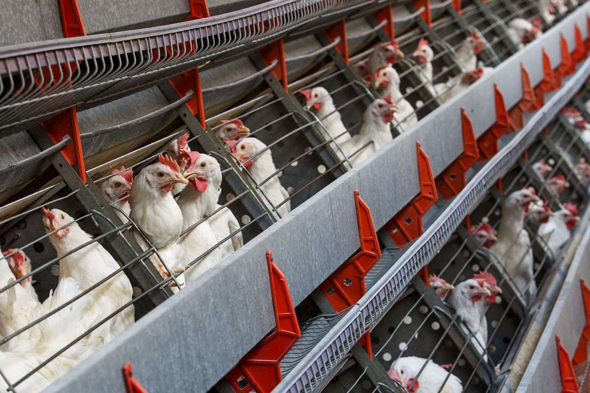 imported eggs risk hen welfare safety report UK