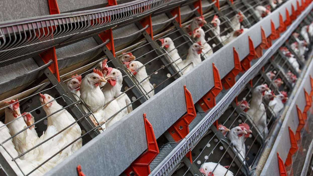 imported eggs risk hen welfare safety report UK