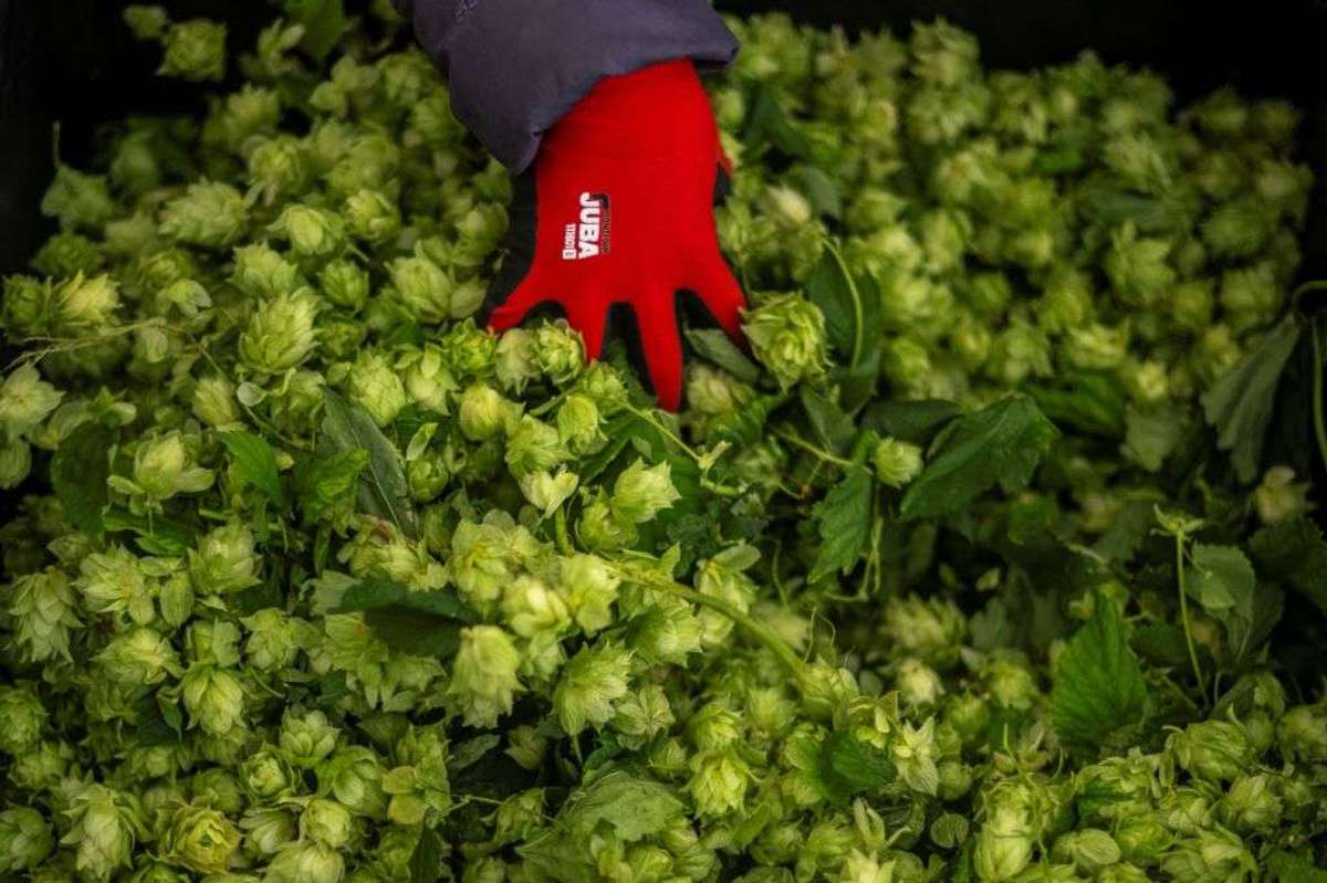 Indoor-grown hops