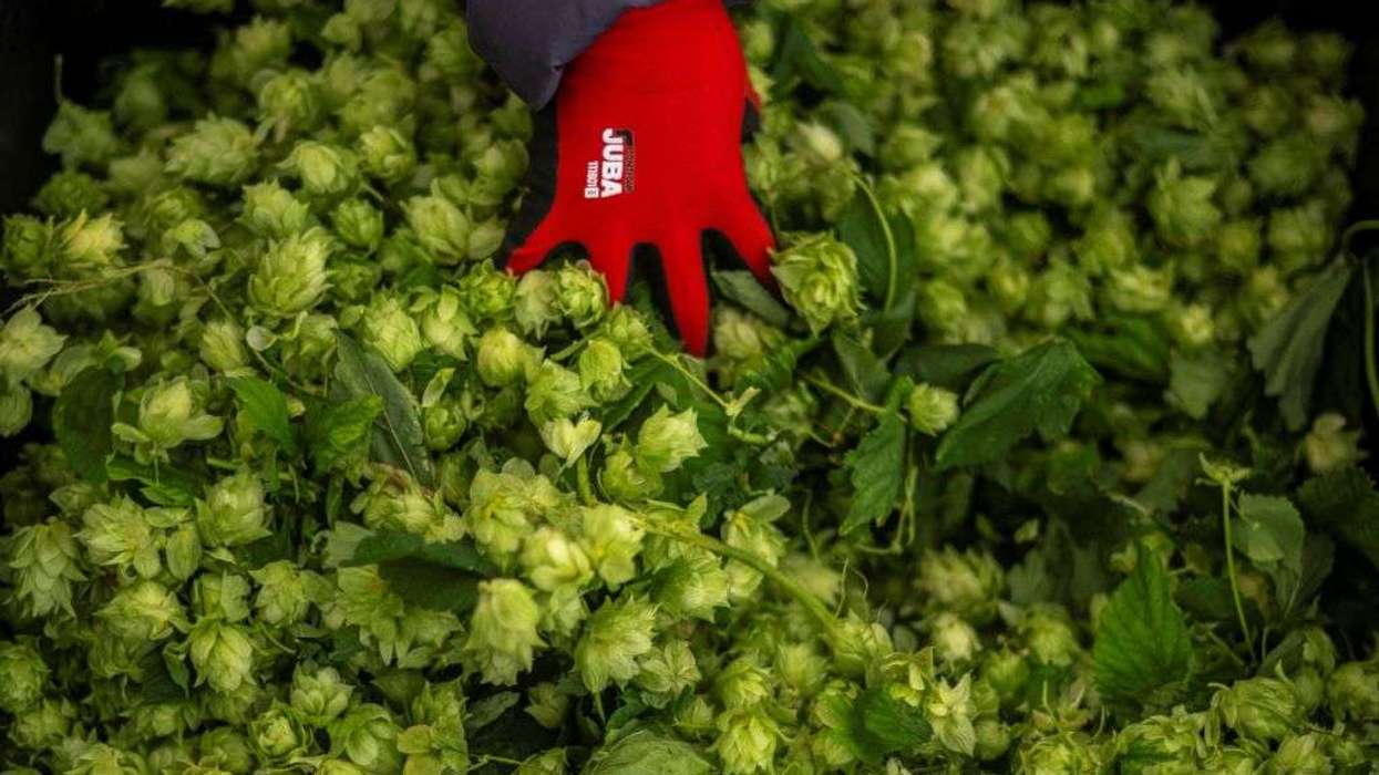 Indoor-grown hops