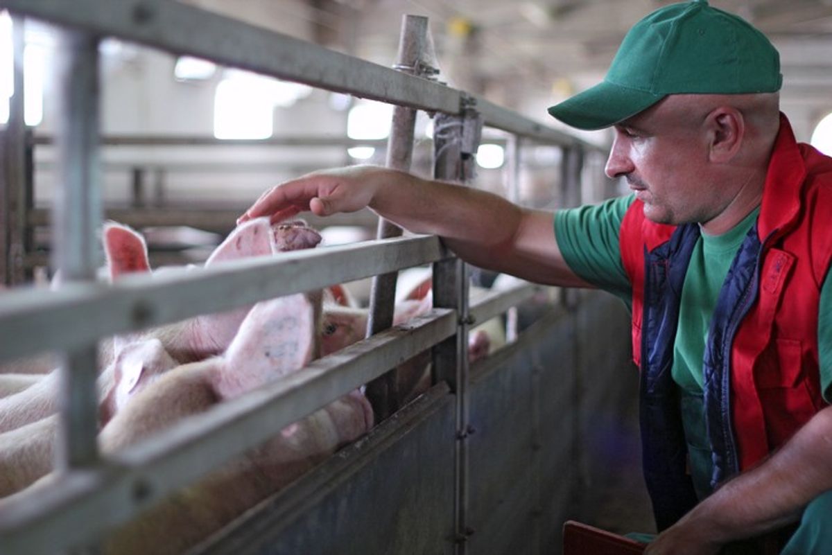 Farmers' lobbies call on for urgent summit to address labour and supply chain crisis
