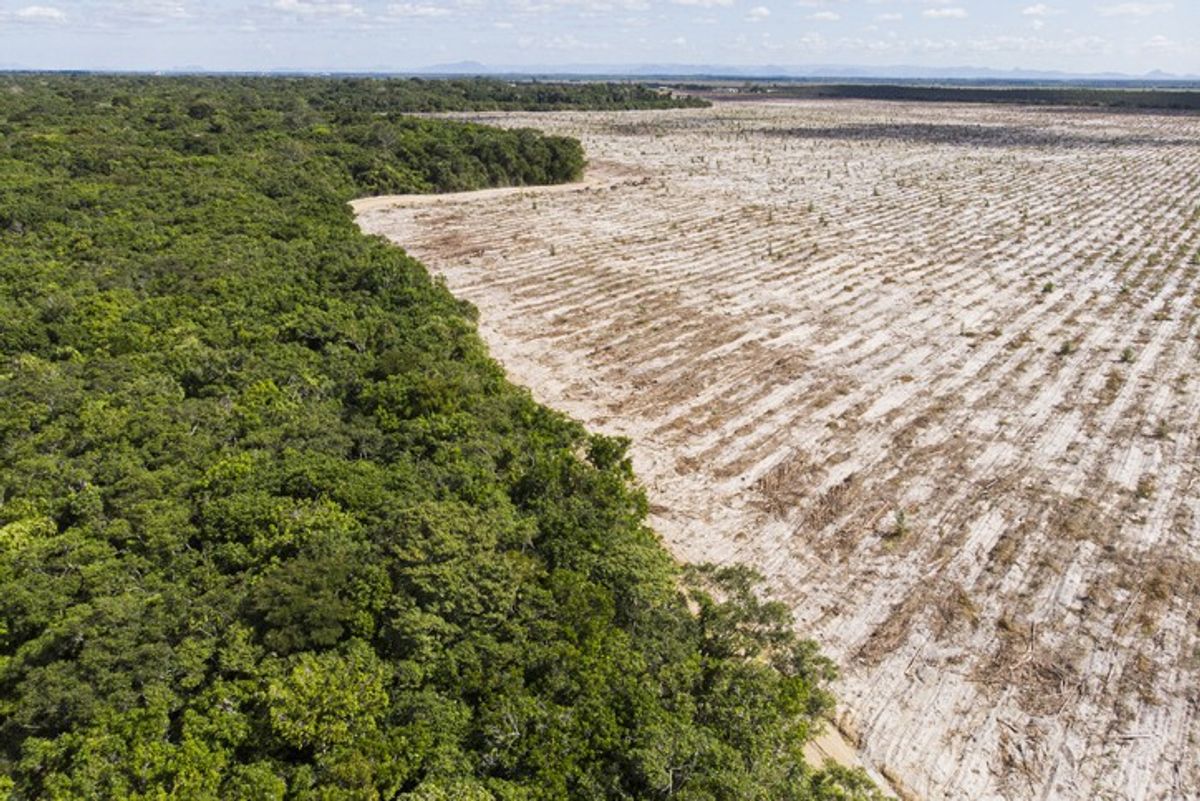 Supermarkets to be banned from selling products linked to 'illegal deforestation'