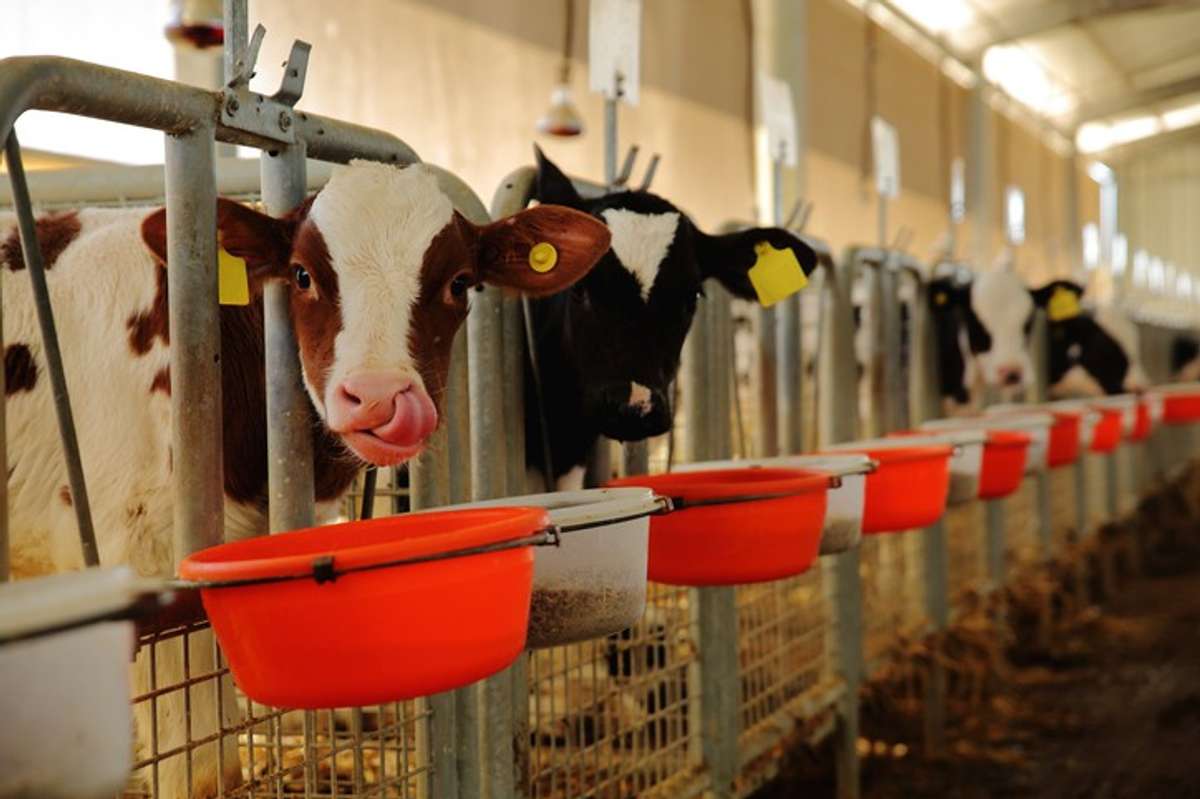 Britons pledge to ditch dairy following 'disturbing' BBC documentary